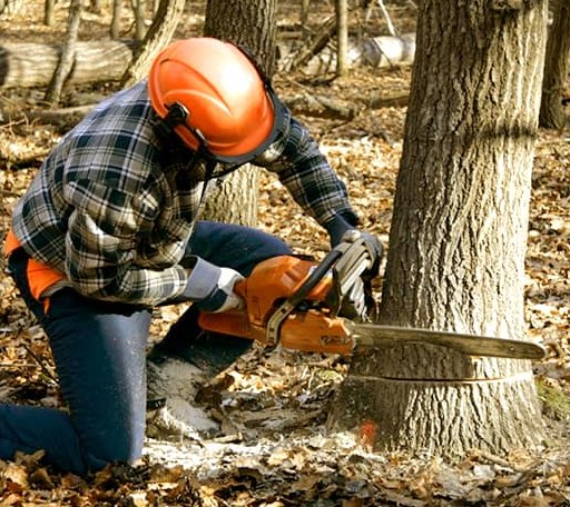 Tree Removal in Lottie, LA